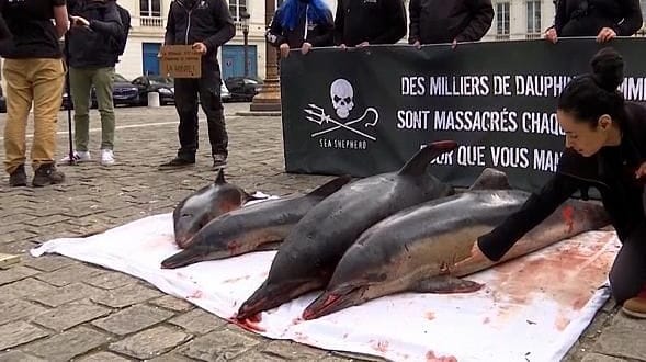 Spektakuläre Situation: In Paris haben Aktivistinnen und Aktivisten auf die dramatische Situation der Delfine aufmerksam gemacht. Spektakuläre Situation: In Paris haben Aktivistinnen und Aktivisten auf die dramatische Situation der Delfine aufmerksam gemacht.