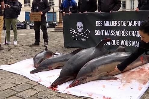 Spektakuläre Situation: In Paris haben Aktivistinnen und Aktivisten auf die dramatische Situation der Delfine aufmerksam gemacht.