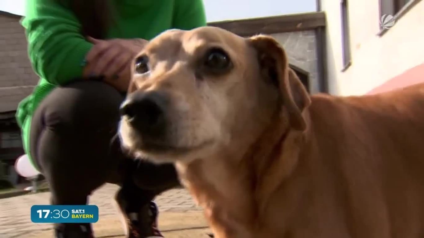 Vergiftung bei Hunden: Immer wieder kommt es dazu, dass Tierhasser Hunden vergiftete Köder auslegen.