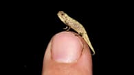 Das kleinste Chamäleon der Welt entdeckt
