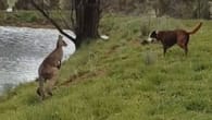 Australien: Bauer filmt zufällig ein Spektakel, doch damit..