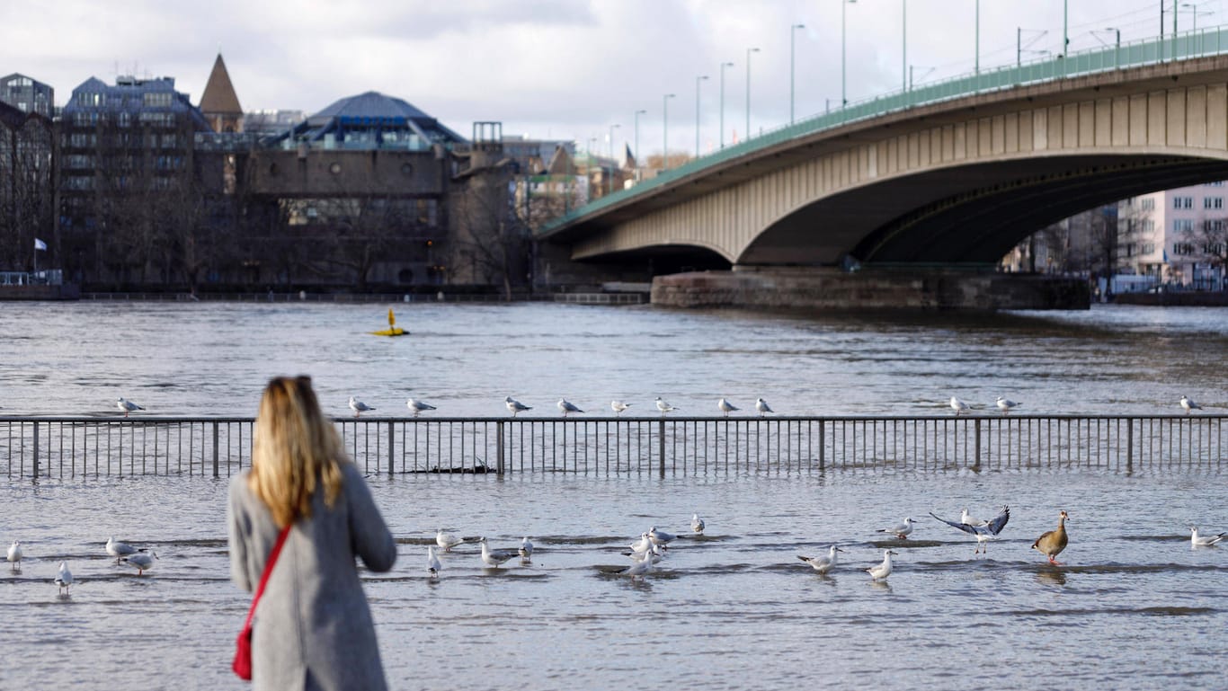 Eine Frau steht am Ufer: In Köln soll der Rheinpegel wieder sinken.