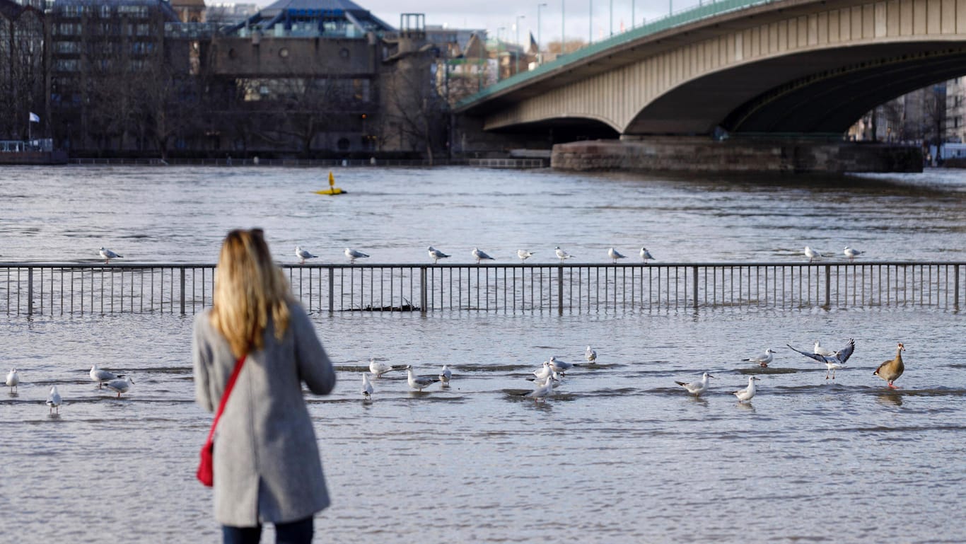Eine Frau steht am Ufer: In Köln soll der Rheinpegel wieder sinken.