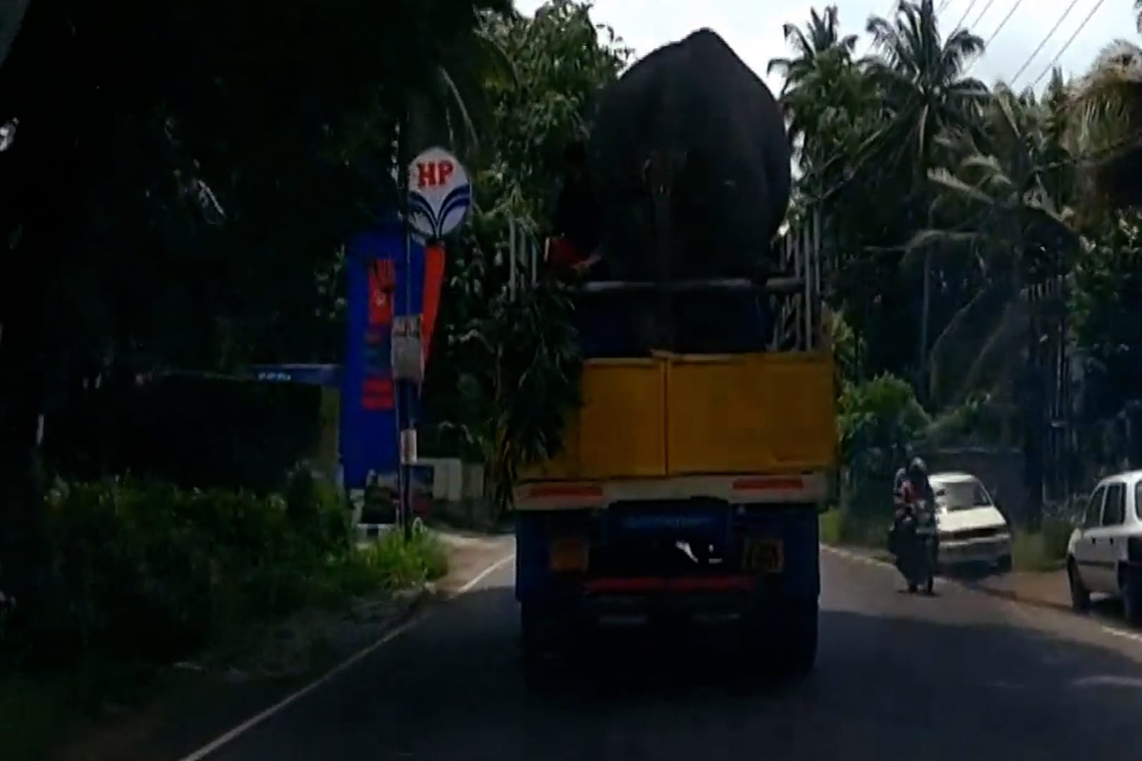 Transport in Indien: Ein Elefant ist auf einem LKW verladen in Indien unterwegs.