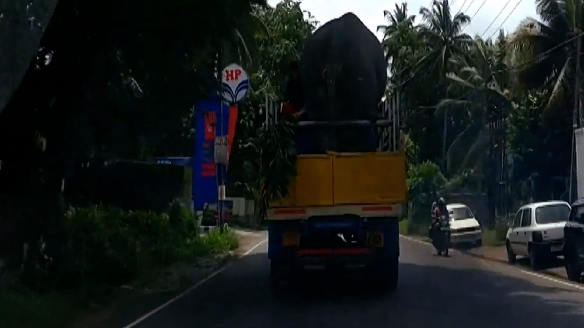 Transport in Indien: Ein Elefant ist auf einem LKW verladen in Indien unterwegs.