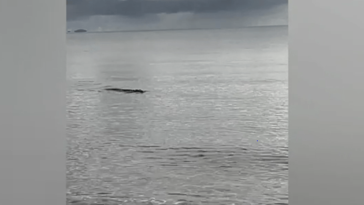 Gefährlich nah an Anglern: Ein riesiges Ungetüm kommt aus dem Wasser und greift sich die Beute der Angler.