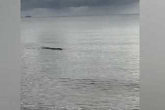 Gefährlich nah an Anglern: Ein riesiges Ungetüm kommt aus dem Wasser und greift sich die Beute der Angler.