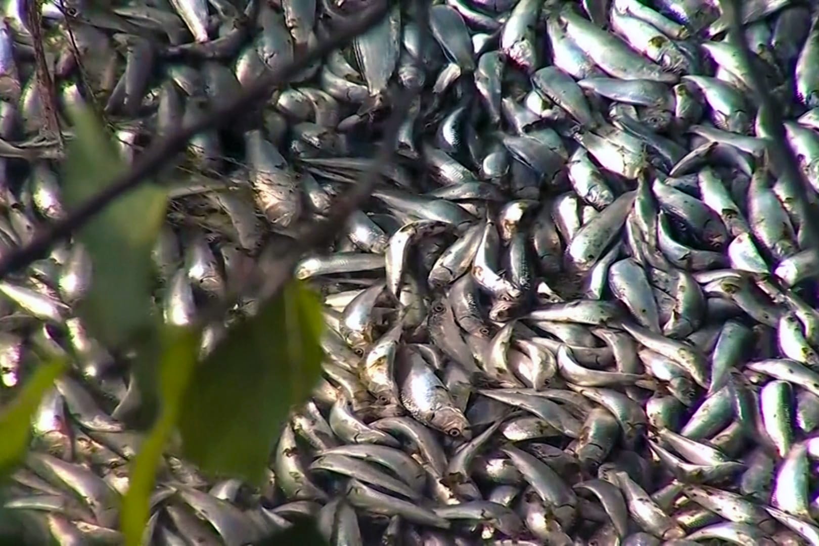 Regelmäßiges Massensterben: Video zeigt Tausende Tonnen toter Fische an Chiles Flussufer.