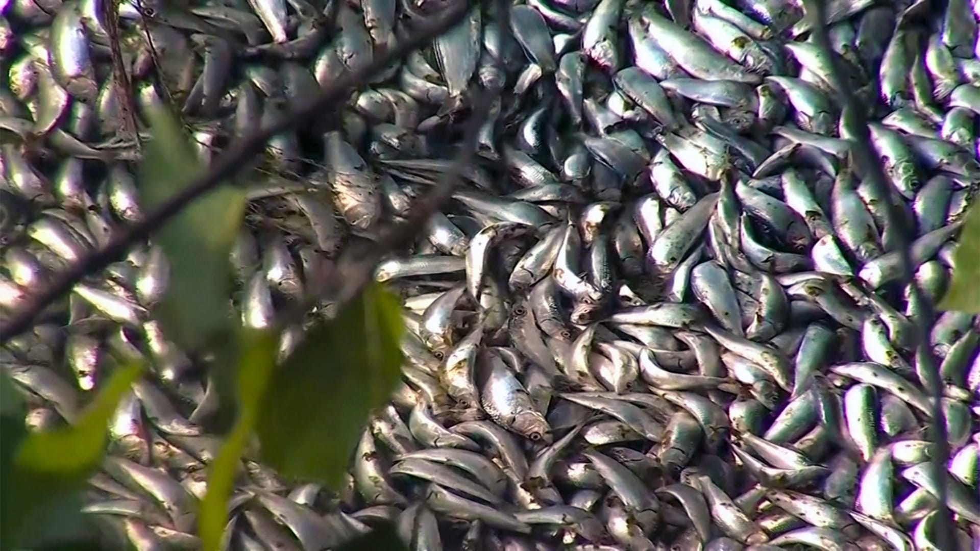 Regelmäßiges Massensterben: Video zeigt Tausende Tonnen toter Fische an Chiles Flussufer.