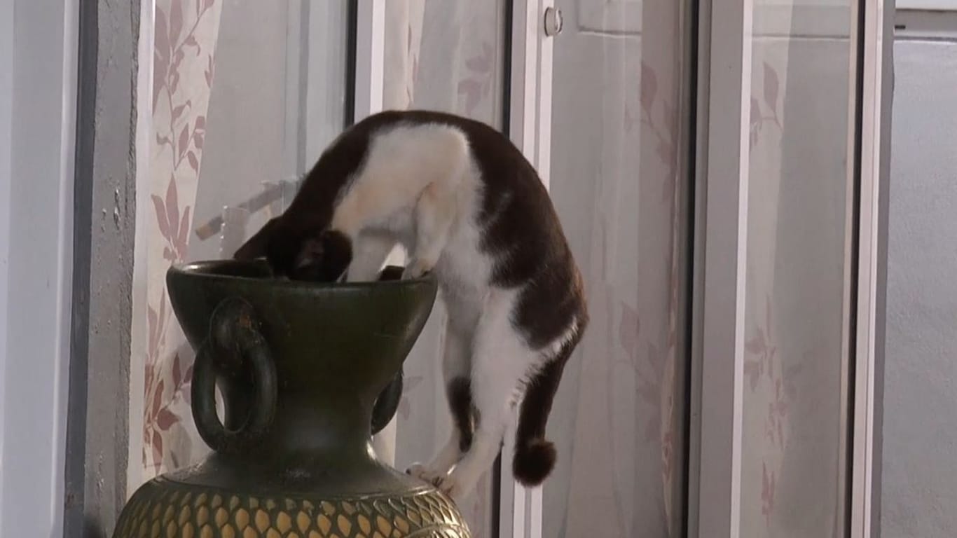 Zum Dahinschmelzen: Eine Katzenmama bewahrt etwas herzzerreißend Süßes in dieser Vase auf.
