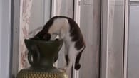 Katzenmama versteckt in Vase süßes Geheimnis