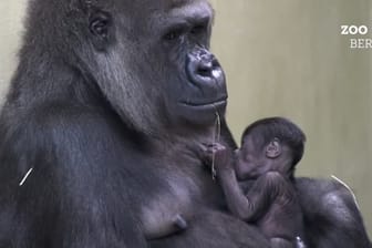 Zoo Berlin: Nach 16 Jahren gibt es endlich wieder ein Gorilla-Baby im Zoo.