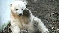 Elsass: Eisbärenbaby erkundet erstmals Gehege