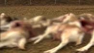 Verdacht auf Wolf: 25 Tiere in Oberfranken getötet