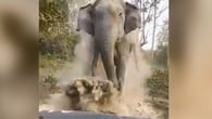 Indien: Elefant geht wutentbrannt auf Touristen los