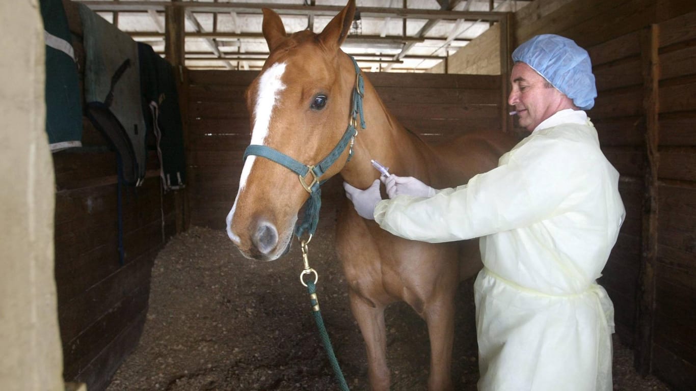 Pferdesterben durch Herpes: Tierarzt erklärt, was jetzt wichtig ist und wie gefährlich das Virus ist.