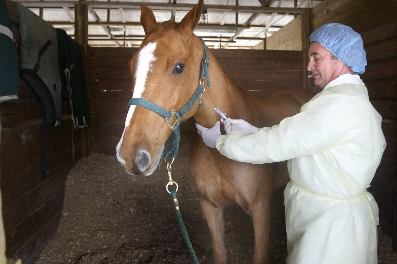 Pferdesterben durch Herpes: Tierarzt erklärt, was jetzt wichtig ist und wie gefährlich das Virus ist.