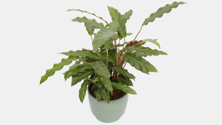 Korbmarante (Calathea rufibarba): Sie erreicht eine Höhe von 30 bis 70 Zentimeter.