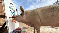 Schwein malt Prinz Harry – Kunstwerk erzielt erstaunlichen..