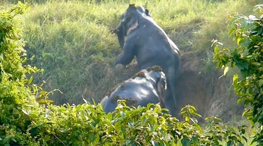 Thailand: Elefanten stecken fest, dann kommt ihnen eine..