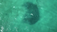 Drohnen entdecken gefährliche Meeresräuber direkt vor der..
