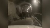 Unterirdisch auf der Flucht: Kuhherde haut durch Tunnel ab