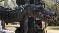 Fund in Alligator-Bauch löst 24 Jahre altes Rätsel
