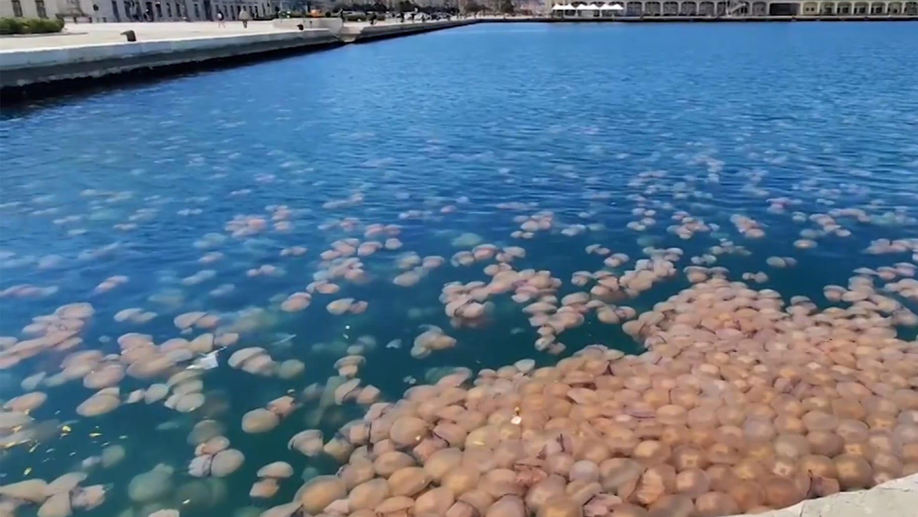 Italien: Quallenplage Im Hafen Von Triest