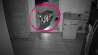 Überwachungskamera zeichnet auf: Fuchs bricht in Haus ein..
