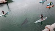 Riesenhai gegen Paddler, doch kein Grund zur Panik