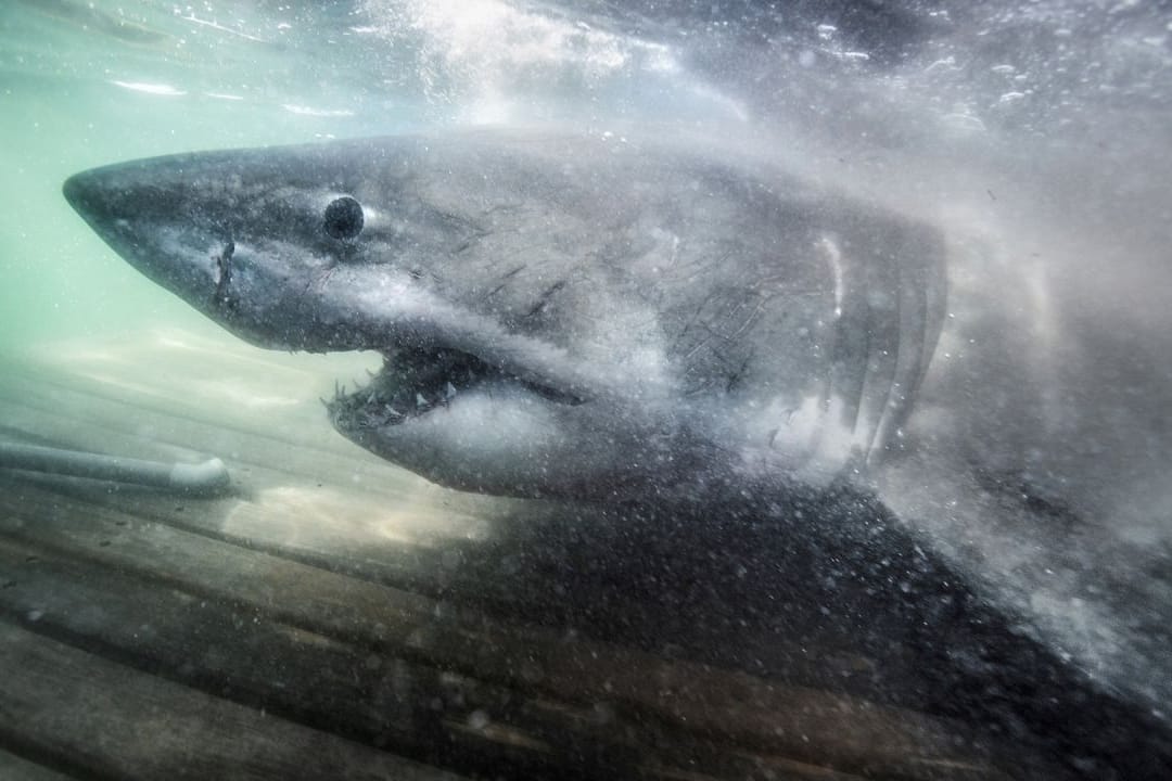 Ein Weißer Hai nimmt schwimmt durch den Atlantik in Richtung Europa.