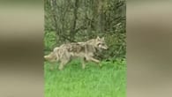 Seltene Aufnahmen: Jägerin sieht Wolf und reagiert