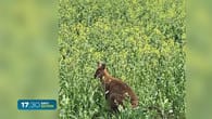 Bayern: Spaziergänger entdecken Känguru