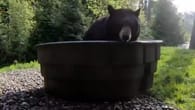 Auf der Suche nach Erfrischung: Bär macht es sich im Pool..