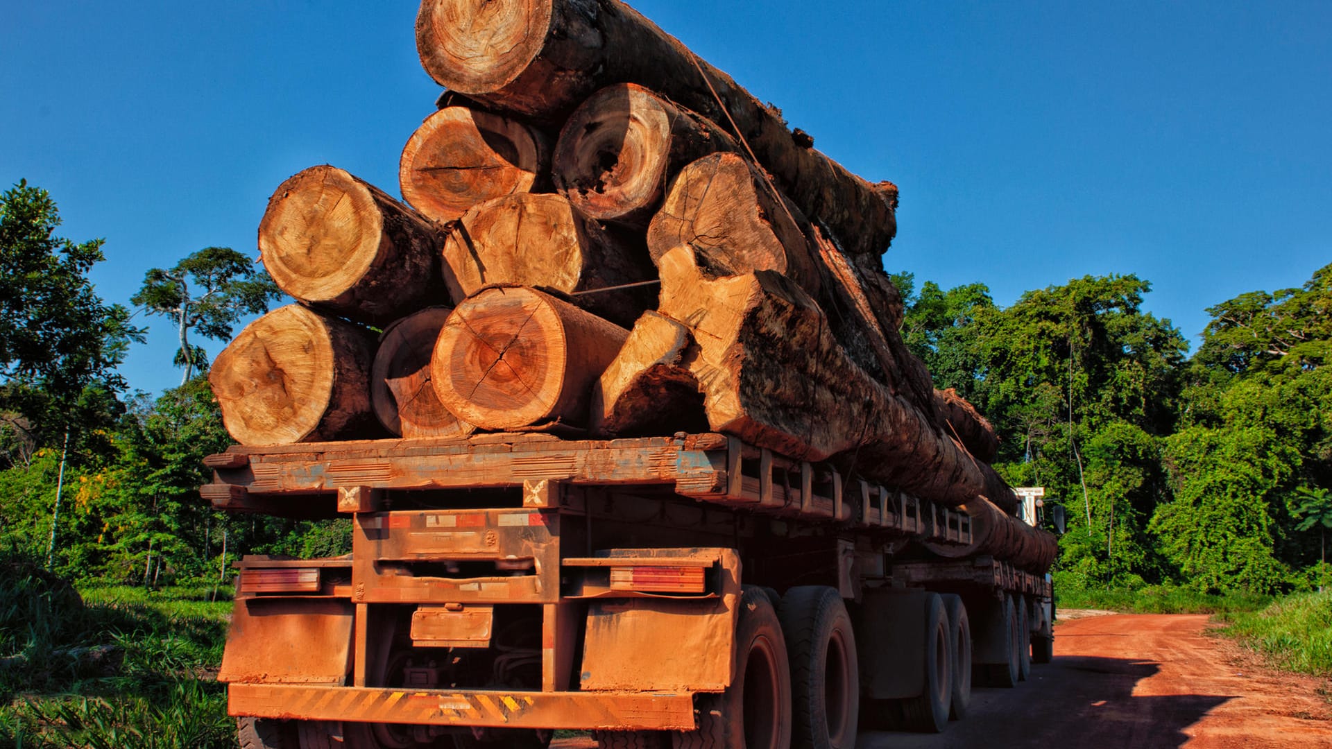 Mahagoni-Baum: Die tropische Pflanze steht unter Artenschutz.