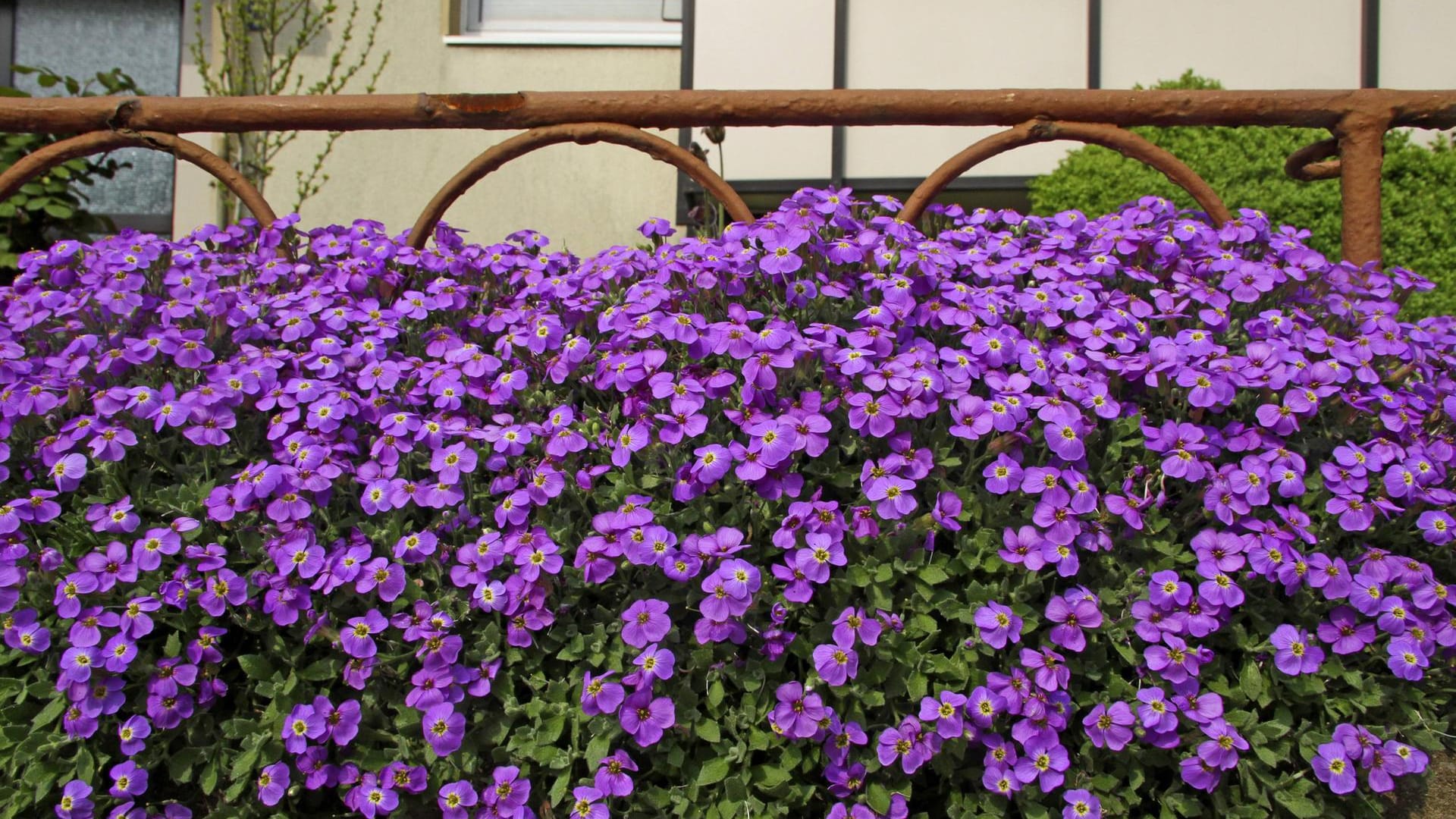 Blaukissen (Aubrieta spec.): Die Polsterstaude blüht im Sommer üppig.