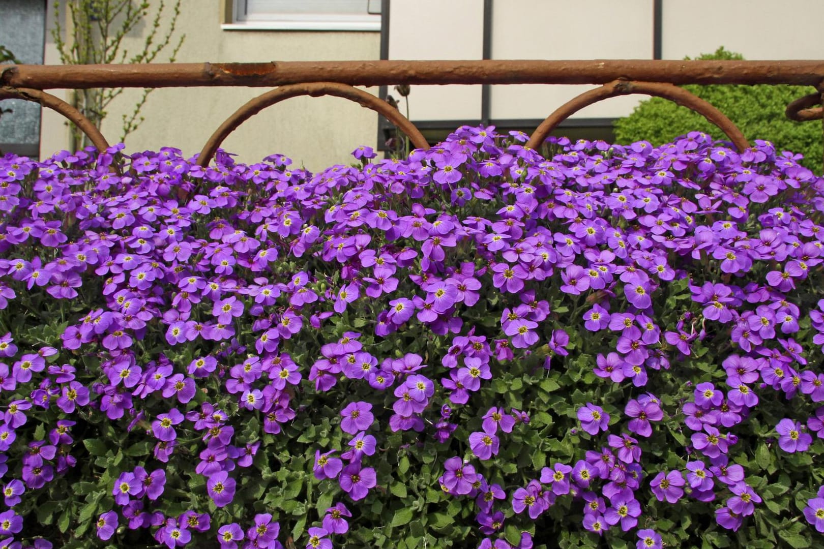 Blaukissen (Aubrieta spec.): Die Polsterstaude blüht im Sommer üppig.