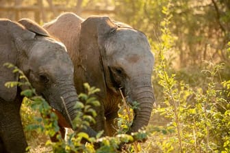 Amira und Mana erkunden ihr neues Zuhause im Panda Masuie-Wildtierpark.