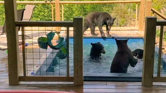 USA: Bärenfamilie feiert Poolparty