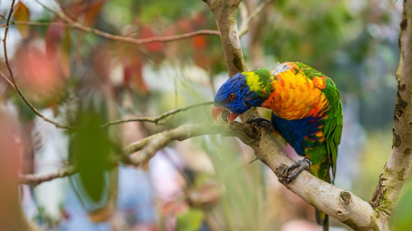 Papagei im Baum (Symbolbild): Ein Mann hat sich schwer verletzt, als er seinen Vogel fangen wollte.