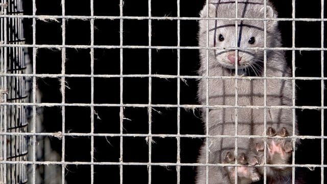 Ein Nerz im Käfig einer Nerzfarm: "Die Vorschrift wird die israelische Modeindustrie umwelt- und tierfreundlicher machen." Ein Nerz im Käfig einer Nerzfarm: "Die Vorschrift wird die israelische Modeindustrie umwelt- und tierfreundlicher machen."