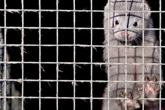 Ein Nerz im Käfig einer Nerzfarm: "Die Vorschrift wird die israelische Modeindustrie umwelt- und tierfreundlicher machen."