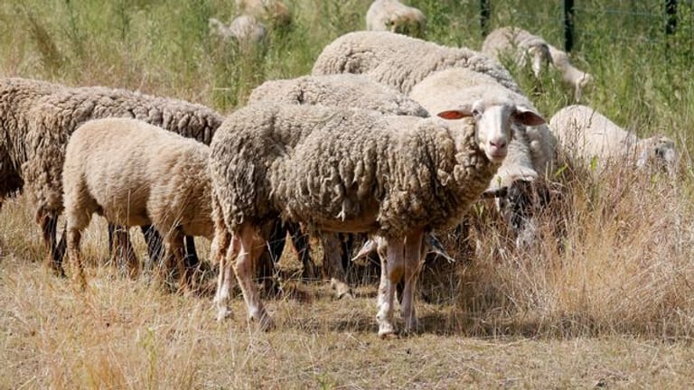 Schafe auf einer Wiese: Sie sollen als "natürliche Rasenmäher" den Bewuchs in den Autobahnentwässerungsanlagen kurz halten.