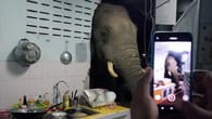 Elefant geht mit dem Kopf durch Hauswand