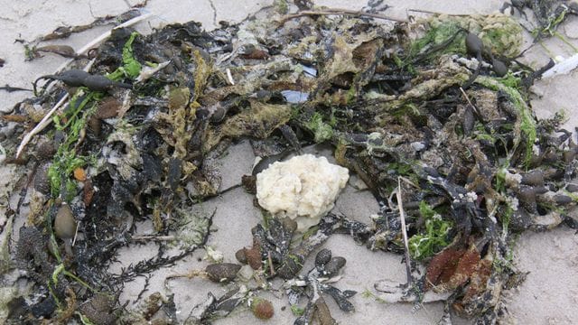 Ein weißer Klumpen am Badestrand von Wangerooge.