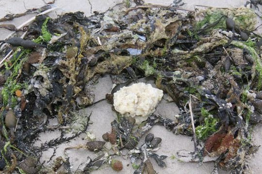 Ein weißer Klumpen am Badestrand von Wangerooge.