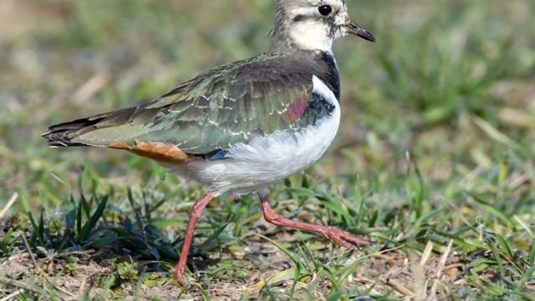 Heimischer Vogel: Ein Kiebitz (Vanellus vanellus) läuft über eine Wiese. Kiebitze sind Bodenbrüter und gelten als gefährdet.