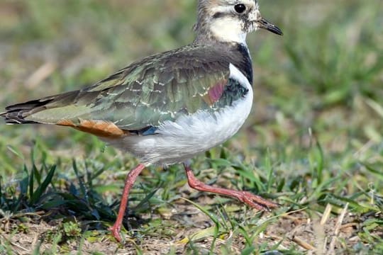 Heimischer Vogel: Ein Kiebitz (Vanellus vanellus) läuft über eine Wiese. Kiebitze sind Bodenbrüter und gelten als gefährdet.