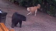 Hund attackiert Eindringlinge, dann taucht ihre Mutter auf