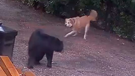 Hund attackiert Eindringlinge, dann taucht ihre Mutter auf